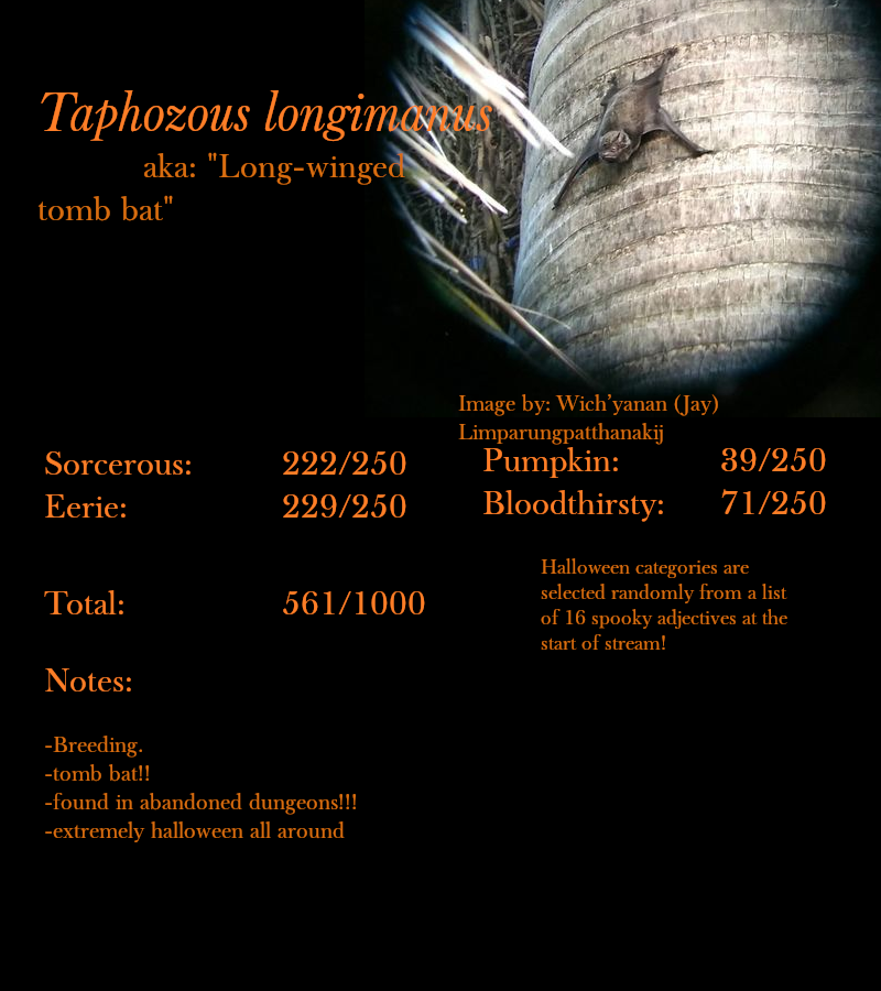 Taphozous longimanus